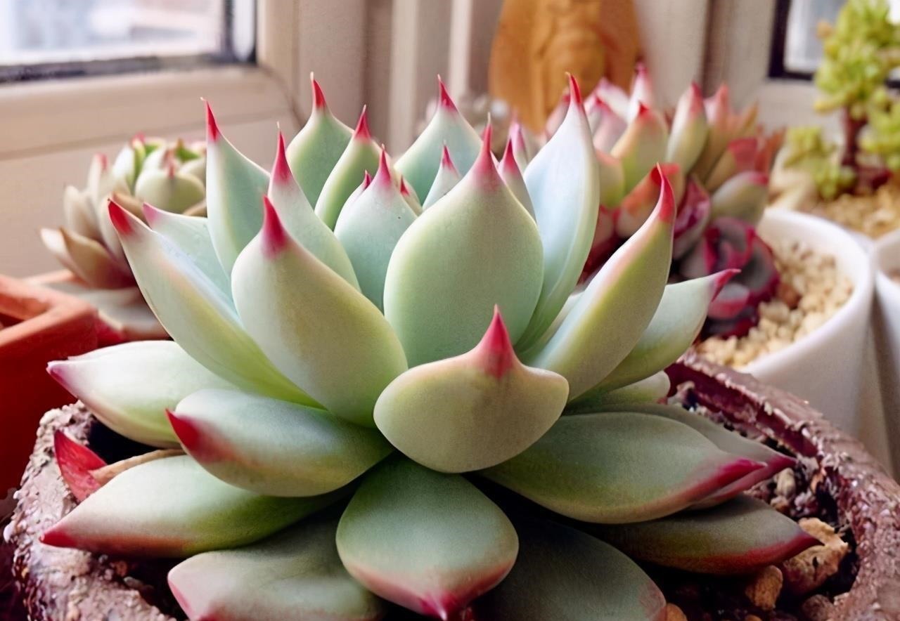 多肉有“三怕”,入冬养护要避开,猛蹿芽冒新根,憋成群生肉墩子