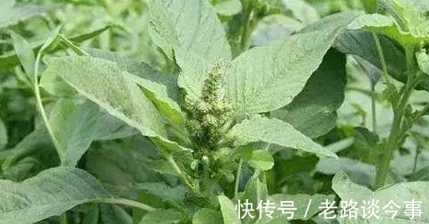 城里人|你说气人不?让城里人羡慕不已的野菜,在农村则可以就地取材