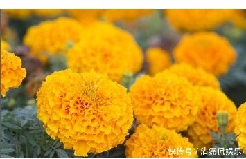 太阳花|以下3种花,越贱养长的越好,1个月不浇水也能疯长!懒人养花必备