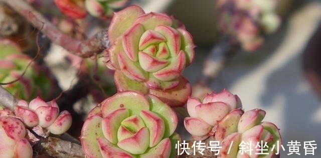 养护|多肉是懒人植物是花店老板最善意的谎言,尤其是病虫害,懒真不行