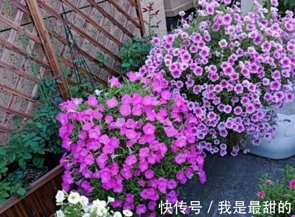 花期|这五种花适合这个季节种植,花期长、花量大,不但漂亮且方便好养