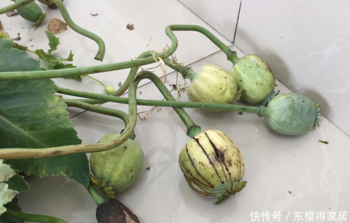 养花得遵守“规则”,知道哪些“底线”不能踩,什么花不能栽?