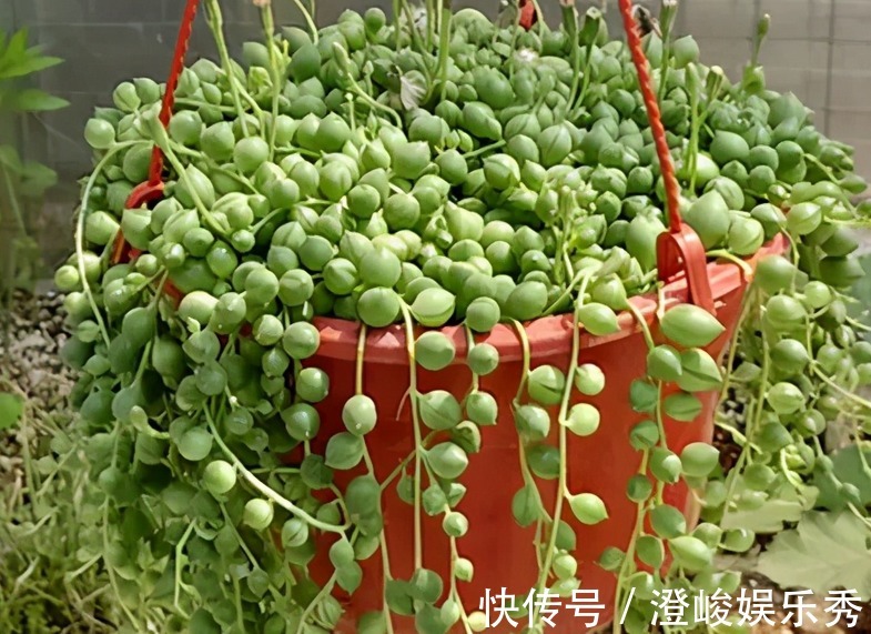 养多肉佛珠秋季满足这4点,叶片圆润,长成“瀑布”,独具魅力