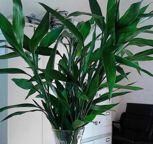  锈蚀的铁钉|富贵竹黄叶后，花瓶内放铁钉？错了越放黄叶越快