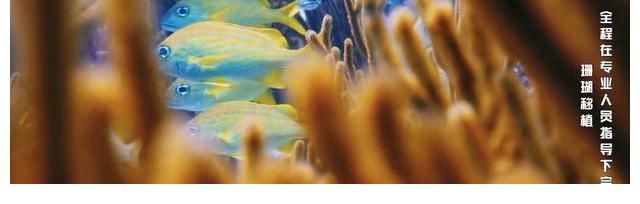 刮目相看|《奔跑吧5》迎来最美场景，嘉宾入海底种珊瑚，杨颖让人刮目相看