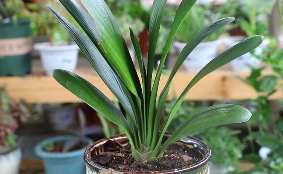 肥厚|养君子兰盆栽,掌握好四个要素,叶片肥厚,早开花