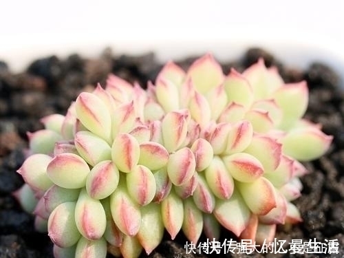 鸡蛋壳|养多肉不用专门买肥料,3种废弃物简单处理,变成多肉最爱的养料