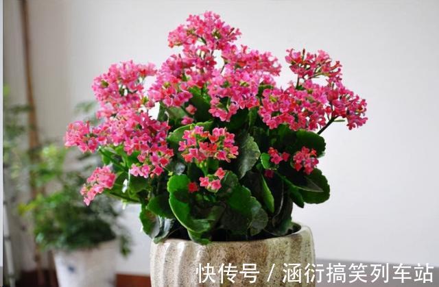 玉树|天气冷,六种花要“干养”,少水多晒才健壮,养成老桩更旺家