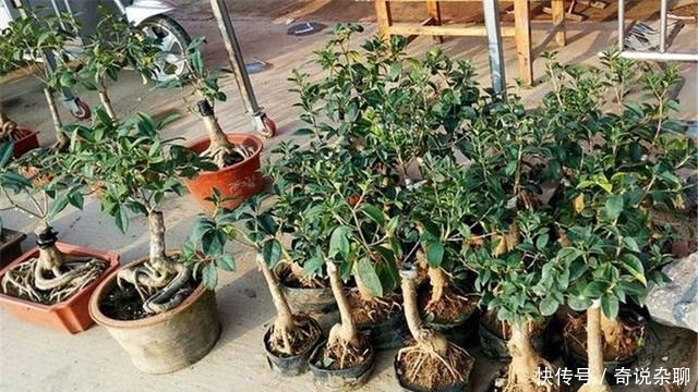 植物|制作高价值的盆景,炼根是关键,看看怎么炼