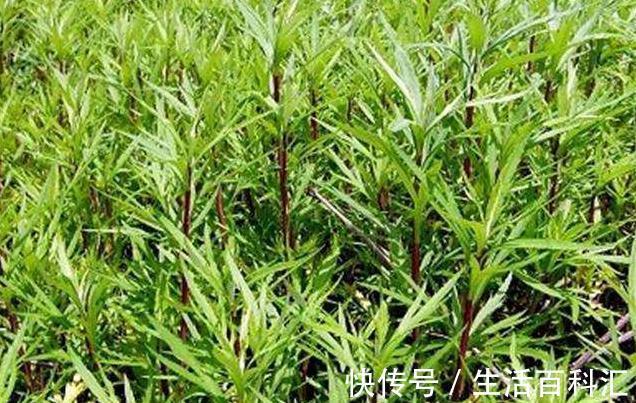 神草|乡村有一种降血压的''神草'',城市里卖40一斤,还是一种美味
