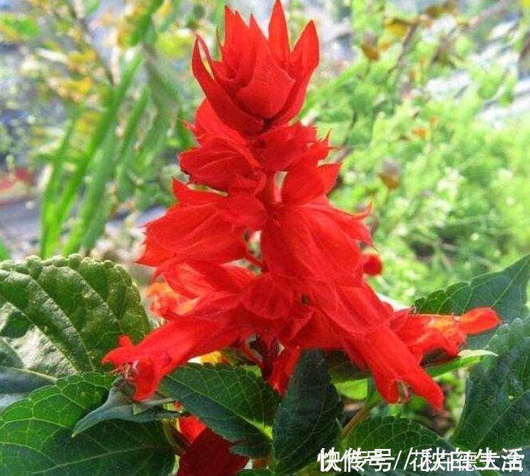 洋朱顶红|4种花现在养刚刚好，夏天开花很漂亮，日子越过越红火