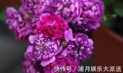 爆盆|喜欢玫瑰,不如试试“高档玫瑰”甜蜜马车,花团锦簇,花开爆盆美