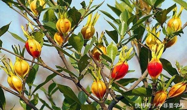 这5种花,个个好滋味,养的旺旺的,开一茬撸一茬,耐看又好吃