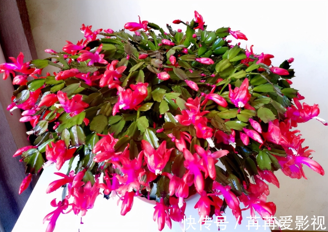 蟹爪兰|去年的蟹爪兰一个花苞没长，只需3步操作，花苞“蹭蹭冒”