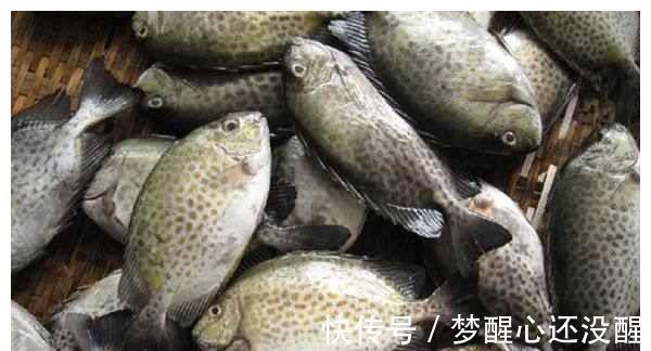 广东珠海泥猛泛滥!当地钓友反馈到处都是,一天能钓上百斤