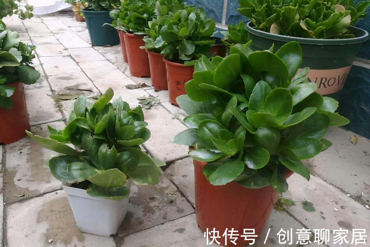 生根|9月“扦插”这些花，成活率高，长得快