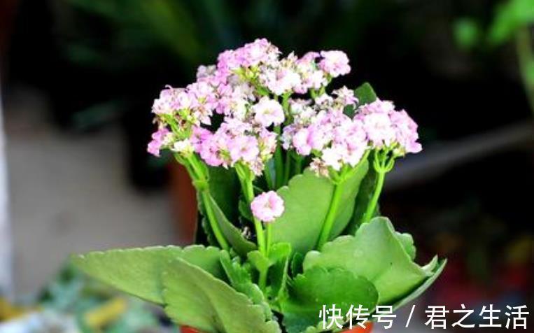 修剪|长寿花想继续开花,3件事情不能做,否则只长叶,很难再次开花!