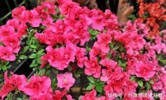 啤酒|什么淘米水、啤酒养花都不如这种水,给花喝一勺,叶子绿,花也多