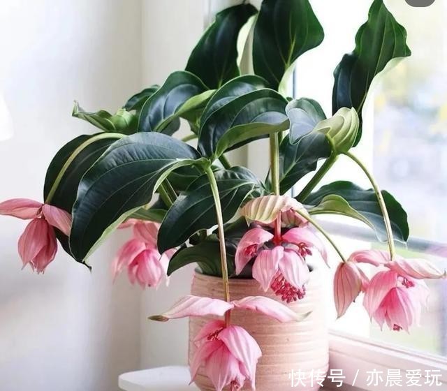 宝莲灯|送朋友一盆300块钱的花,结果被退回来了,一周成光杆,太难养了