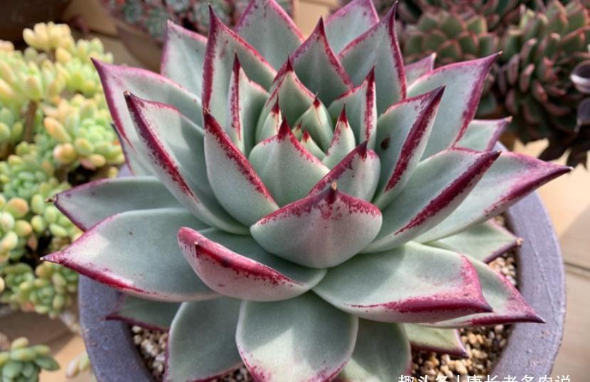 老桩|想听跟肉友分享多肉的故事?这必须有,而且还不少,但你有酒吗?