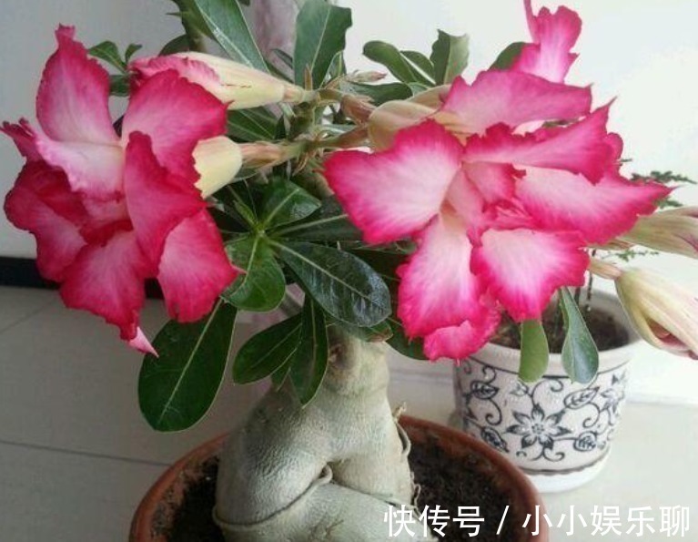 浇花|早上、中午、晚上浇花“区别大”难怪总是养不好花,要这样浇!