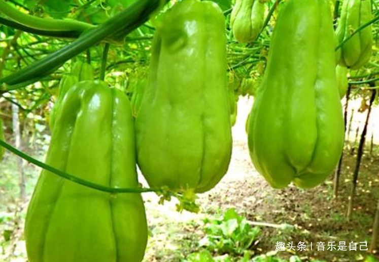 马齿苋|女人想皮肤好,学会吃4种食物,排毒消脂,有祛雀斑,增强抵抗力