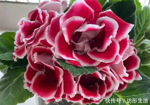 花期|此“花”艳丽富贵，花期长达半年，耐阴好养，1朵开20天不谢