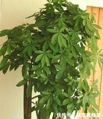 金钱树|这9种花,特别适合新手养,越不浇水越爆盆,总有一款适合你!