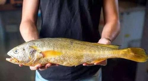 为什么宁波野生的大黄鱼这么贵?