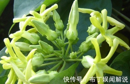 新手养花就选5种花，花期长、易爆盆、超漂亮，养100盆也不多！