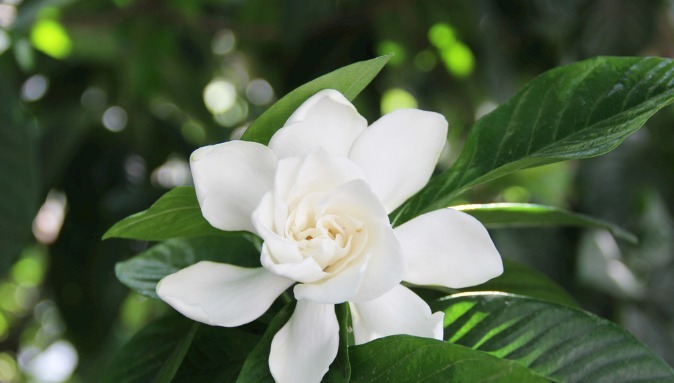 养一棵栀子花芳香满屋，花量大，花期长，叶片四季常绿！