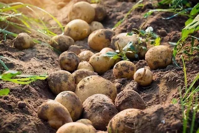 西葫芦|这8种蔬菜要少吃,建议日常减少食用量,身体健康很重要!