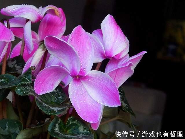 新买的仙客来,枝条老化,花苞脱落,怎么办