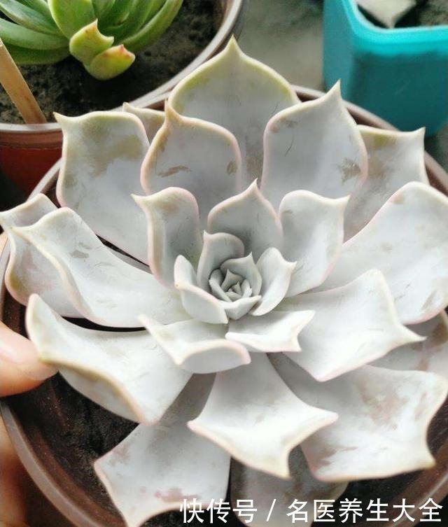 这些多肉都是“金贵货”,别去摸,摸了就变丑!