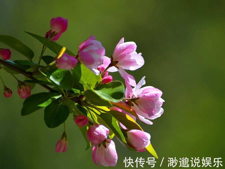 金花茶|秋季已经来临,四种新兴花卉,养在家里散发着清新的花香。