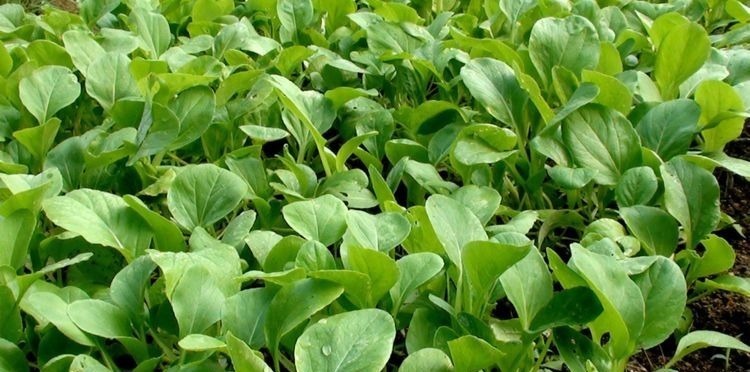 此种青菜要少吃,对健康无益,可惜很多人还不清楚,告诉身边人