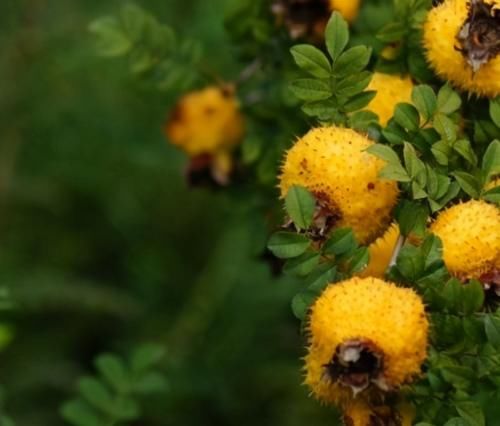 聪明人爱吃的3种食物,排毒养颜,美白护肤,有益身体健康