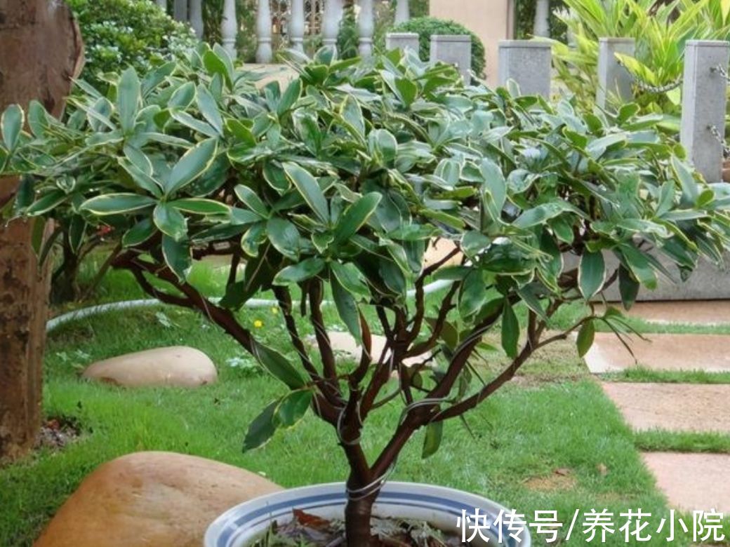 10月以后，3种花不要再“修剪”，否则春天没花看