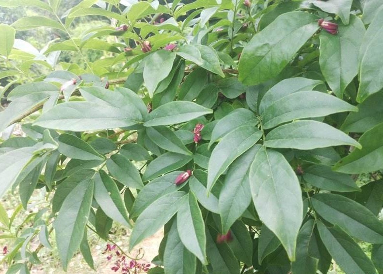 藤木|一味鸡血藤,治病大功效!6大顶级妙用法,6种病症一扫而光!