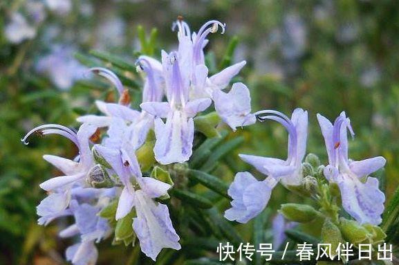 盆栽|春节过后家里阳台养此款花,开花幽香暗淡,扦插一根枝条就活