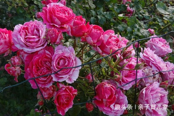 喜欢玫瑰，就养盆“高档玫瑰”萨斯特雷，红艳欲滴，富贵华美！