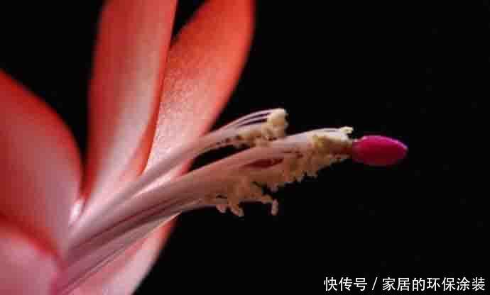 开花|养花修剪小技巧,长寿花蟹爪兰,只需剪一剪,年年开花不断