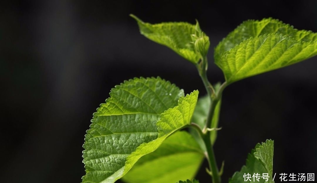 桑叶”植物之王“泡水喝好处多多,但2种人却不