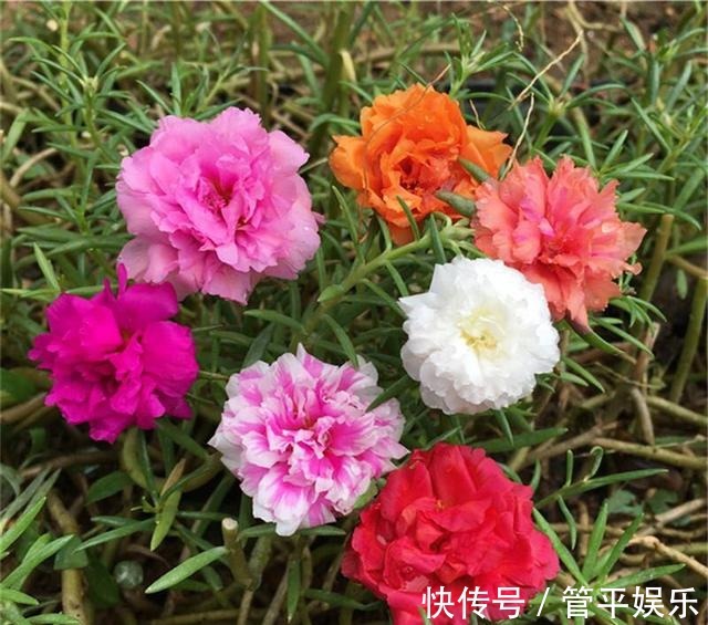 花儿|好养、好美的“4种花”,种下就活,连年开花,能养一辈子
