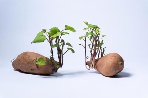 食用|发芽的土豆、大蒜、红薯、生姜到底能不能吃?医生:看完涨知识了