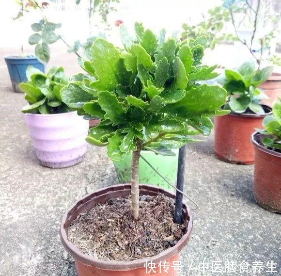 她对长寿花“痴迷”，2个阳台、6个窗台都摆满了，过年开成花海！