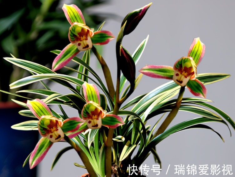 建兰“帝王妃”,花姿优雅,叶带金边,浓香型盆栽里的上上品