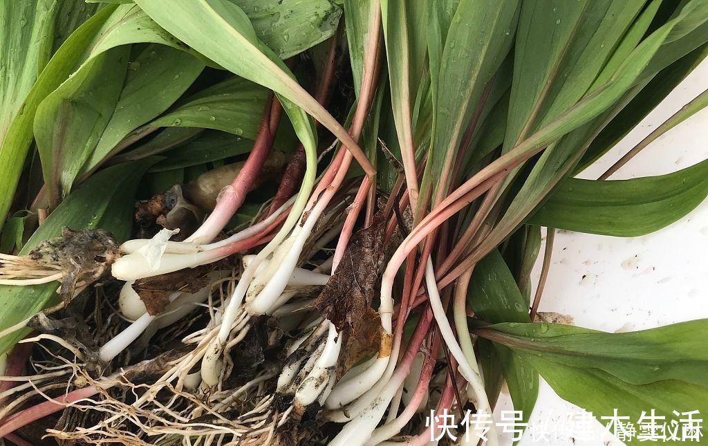 年糕|这野菜,农村遍地是,经常吃一点,促进血液循环,远离老年痴呆!