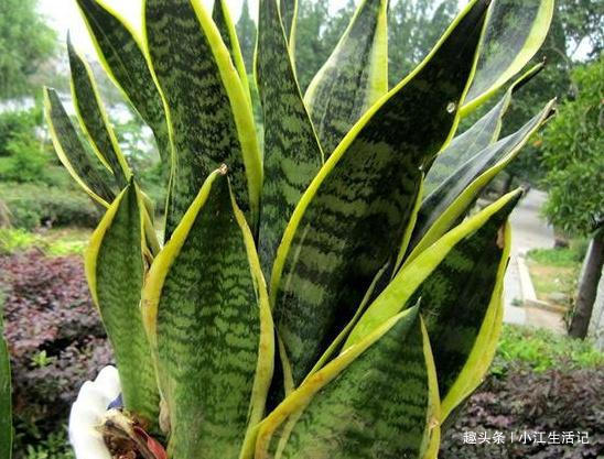 什么柳树皮、花生壳都不如“1种垃圾”，肥效足、叶油绿，易爆盆