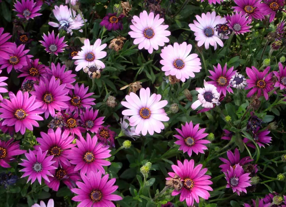 养花试试这几款,花朵美丽优雅开放频繁